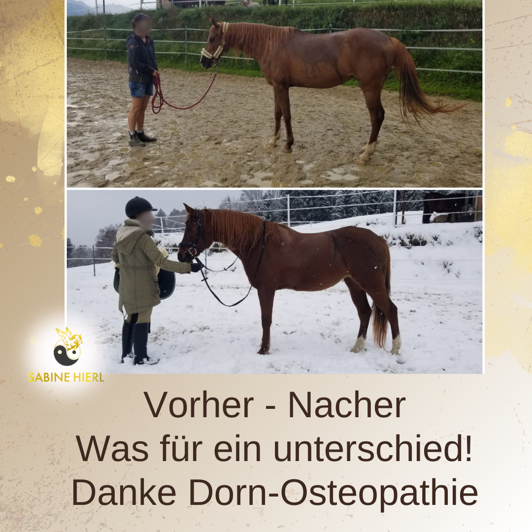 Dorn-Osteopathie Pferd. Vorher Nachher Bilder eines Pferdes nach der Behandlung