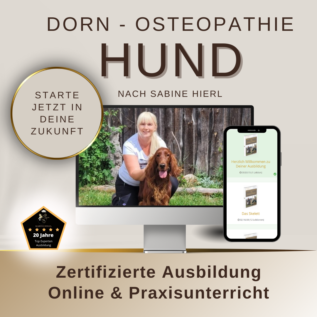 Bild über die Zertifizierte Ausbildung Dorn-Osteopathie am Hund