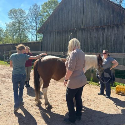 Dorn Osteopathie Pferd. Sabine Hierl und ihre Schüler bei den Praxistagen Dorn-Osteo Pferd